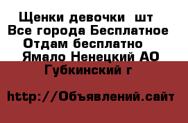 Щенки девочки 4шт - Все города Бесплатное » Отдам бесплатно   . Ямало-Ненецкий АО,Губкинский г.